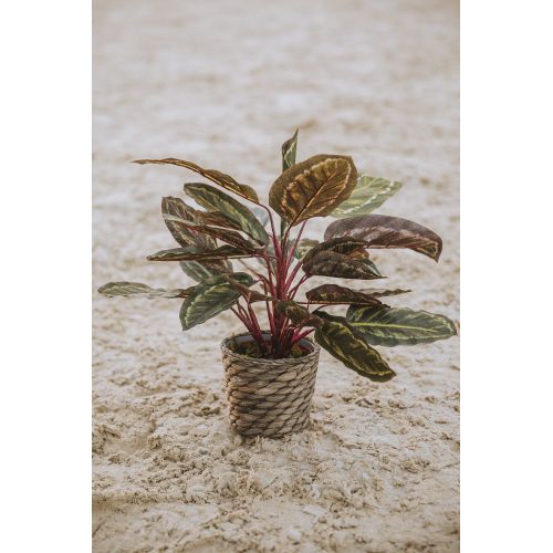 PLANTA ARTIFICIAL CALATEA CEBRA 49CM