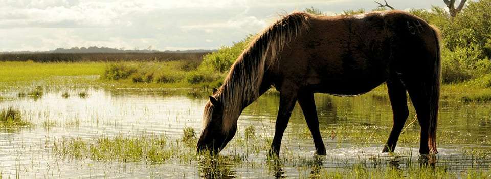 Bebederos para Caballos