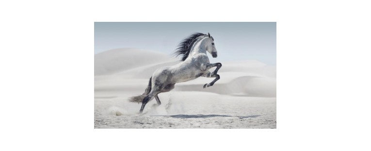 Páginas relacionadas con la hípica