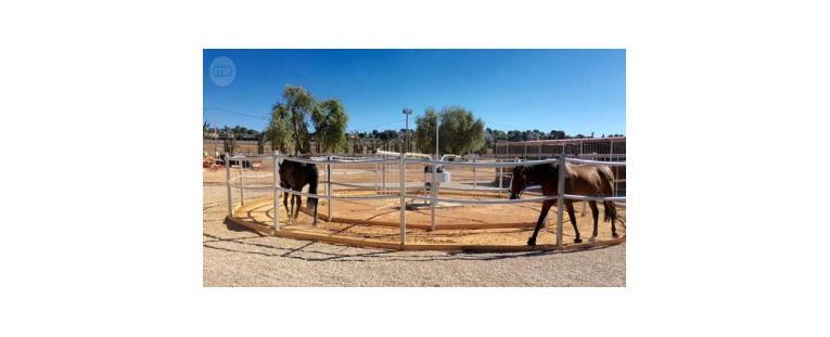 Caminadores: fundamentales para rehabilitación de caballos