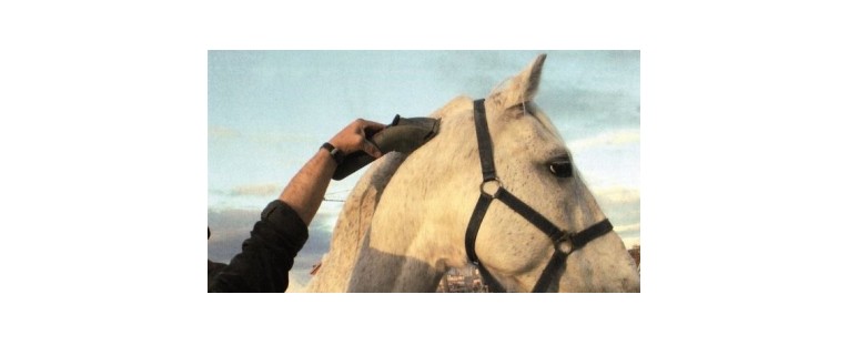 Cómo Esquilar un Caballo de Manera Profesional