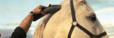 Cómo Esquilar un Caballo de Manera Profesional