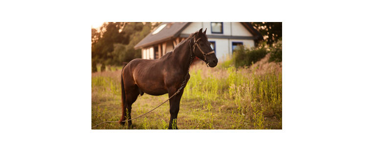 ¿Cómo Funciona un Pastor Eléctrico?