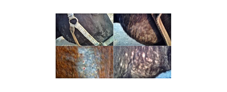 Sarna en Caballos: Qué Es, Tipos, Cómo Tratarla y Prevención