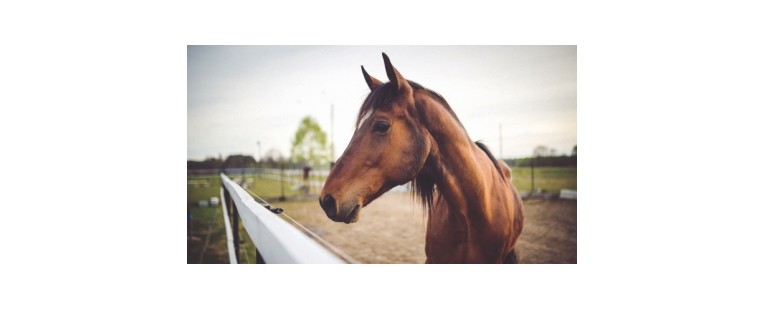 Consejos para el Transporte de Caballos
