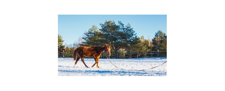 Caballos en la Nieve