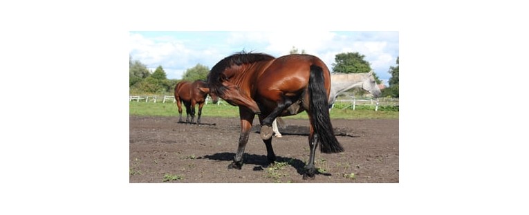 Remedios para Caballos que se Rascan