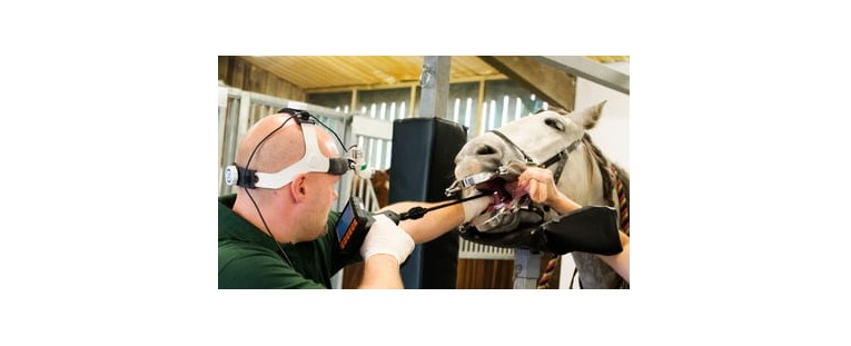Revisiones de la Dentadura del Caballo