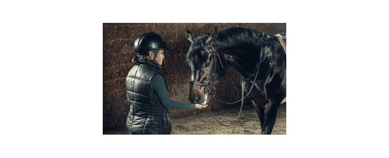 Consejos Sobre Cómo Domar un Caballo