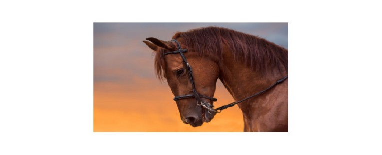 Conoce los Diferentes Tipos de Bocado para Caballos