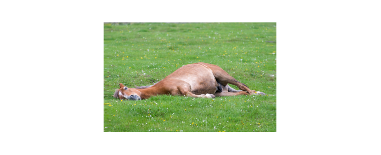 ¿Sabes Cómo Duermen los Caballos?