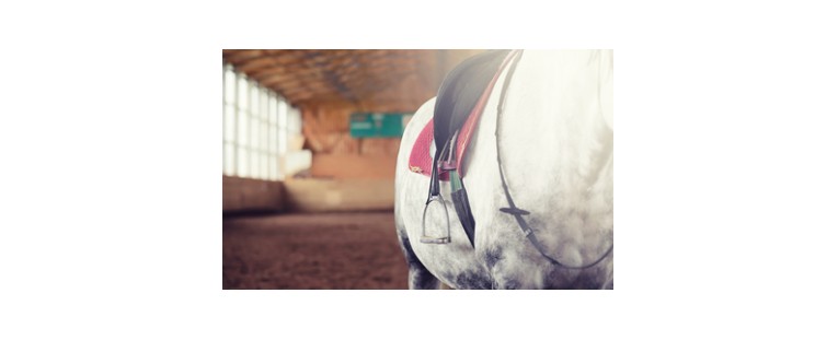 Cómo Enseñar el Paso Español a un Caballo