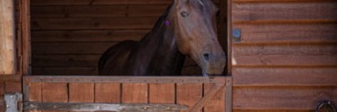 Puertas Para Cuadras de Caballos: Lo Que Debería Tener en Cuenta