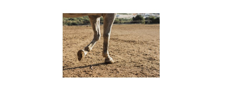 Conoce los Diferentes Tipos de Herraduras para Caballos