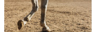 Conoce los Diferentes Tipos de Herraduras para Caballos