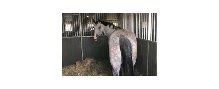 Imprescindibles en tu box para caballos