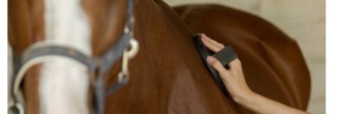 Cuidado del pelo de tu caballo