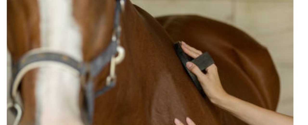 Cuidado del pelo de tu caballo