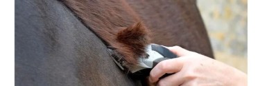 El Cuidado del Pelo del Caballo