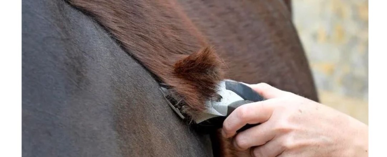 El Cuidado del Pelo del Caballo