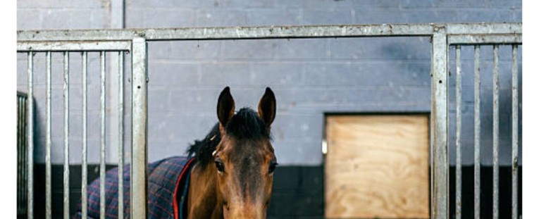Nuevos Modelos de Boxes para Caballos: Innovación y Calidad para tu Establo