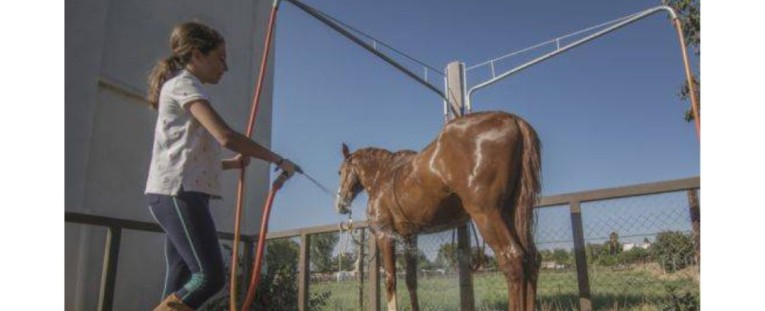Duchas para Caballos: Higiene, Salud y Comodidad en la Cuadra | Le Galop