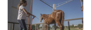 Duchas para Caballos: Higiene, Salud y Comodidad en la Cuadra | Le Galop