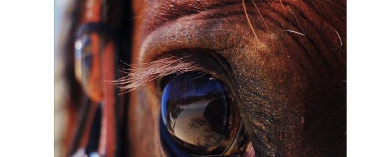 ¡Bajamos los Precios! Accesorios de Cuadra, Obstáculos y Vallados Más Económicos que Nunca + Artículos en Outlet