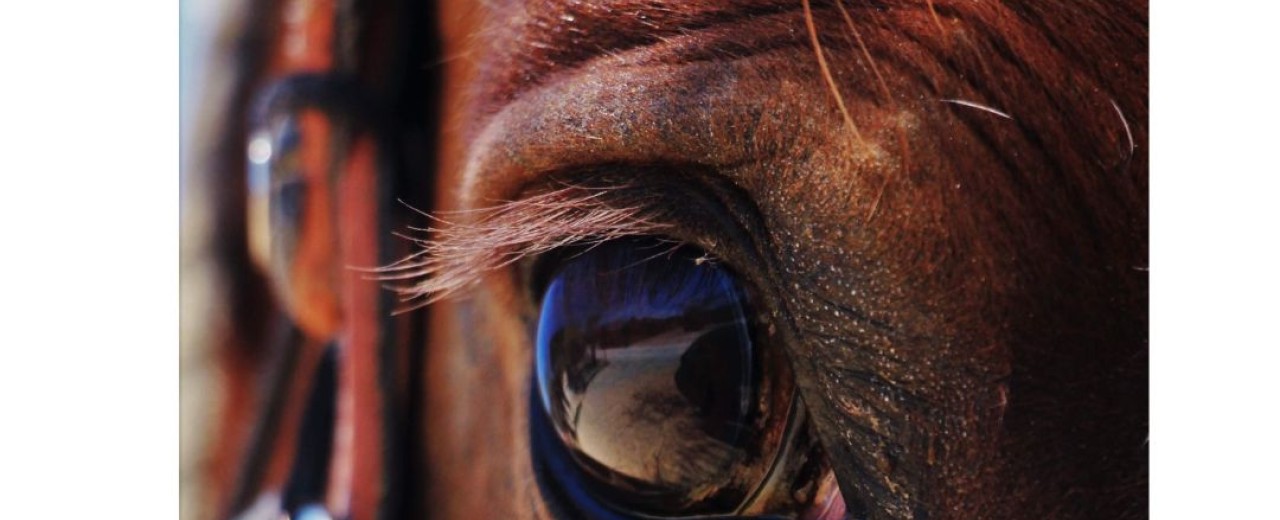 ¡Bajamos los Precios! Accesorios de Cuadra, Obstáculos y Vallados Más Económicos que Nunca + Artículos en Outlet