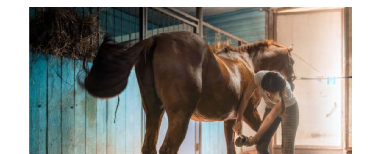 Cuidados del Caballo en Otoño e Invierno: Cómo Enfrentar el Cambio de Temperatura