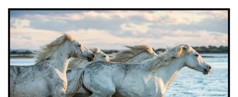 La Historia de la Doma Clásica: Tradición, Elegancia y Técnica al Servicio del Jinete y el Caballo