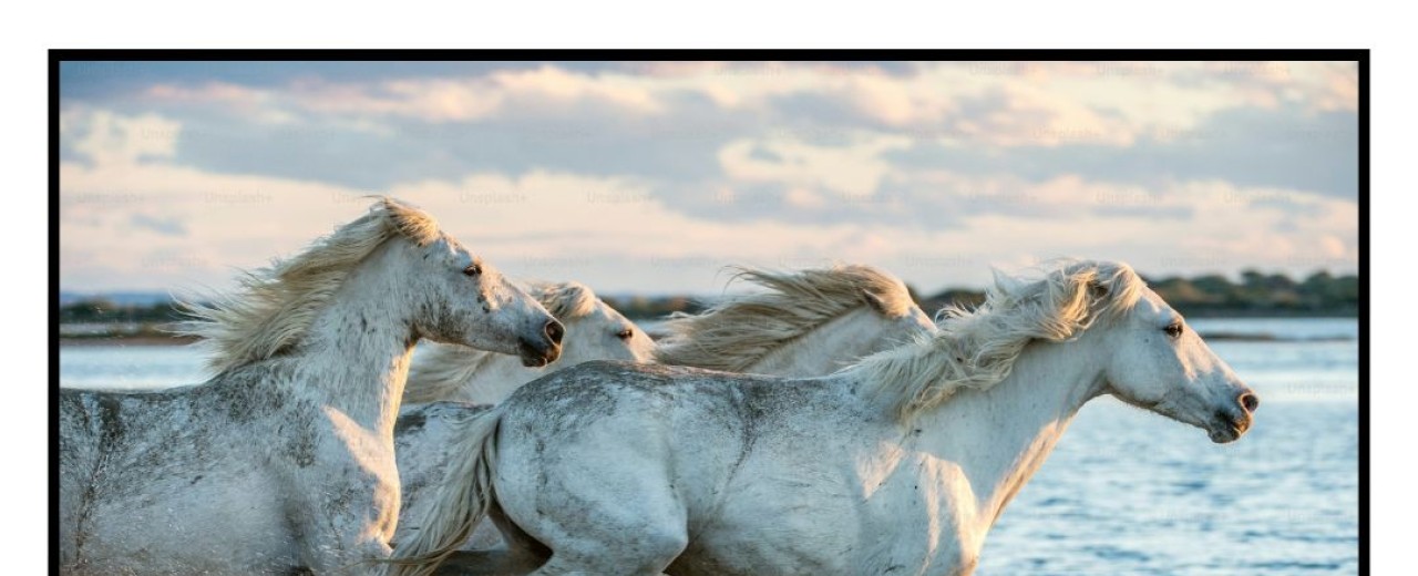 La Historia de la Doma Clásica: Tradición, Elegancia y Técnica al Servicio del Jinete y el Caballo